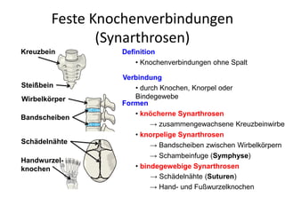 Feste Knochenverbindungen
(Synarthrosen)
Definition
• Knochenverbindungen ohne Spalt
Verbindung
• durch Knochen, Knorpel oder
Bindegewebe
Formen
• knöcherne Synarthrosen
• knorpelige Synarthrosen
• bindegewebige Synarthrosen
→ zusammengewachsene Kreuzbeinwirbel
→ Bandscheiben zwischen Wirbelkörpern
→ Schambeinfuge (Symphyse)
→ Schädelnähte (Suturen)
→ Hand- und Fußwurzelknochen
Kreuzbein
Steißbein
Wirbelkörper
Bandscheiben
Schädelnähte
Handwurzel-
knochen
 