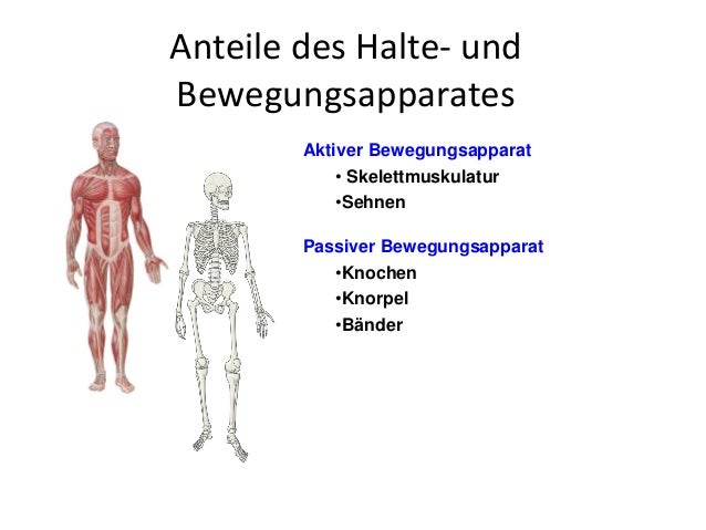Aktiver Und Passiver Bewegungsapparat de.slideshare.net