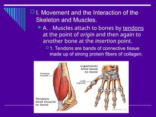 Skeletal system and muscular system of human body | PPT
