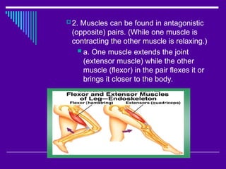 Skeletal system and muscular system of human body | PPT