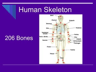 Skeletal system and muscular system of human body | PPT