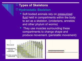 Skeletal system and muscular system of human body | PPT
