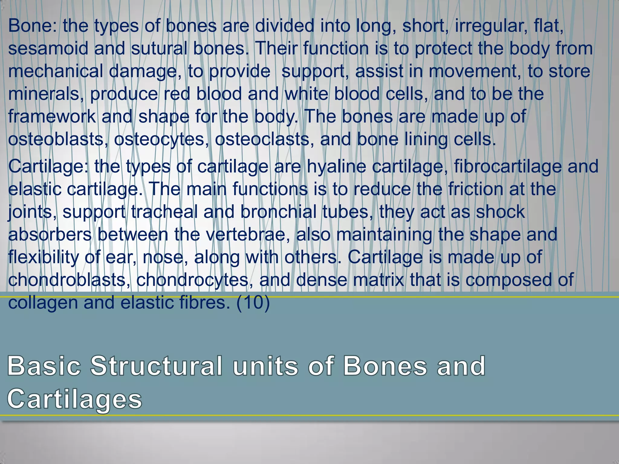 Bone: the types of bones are divided into long, short, irregular, flat,
sesamoid and sutural bones. Their function is to protect the body from
mechanical damage, to provide support, assist in movement, to store
minerals, produce red blood and white blood cells, and to be the
framework and shape for the body. The bones are made up of
osteoblasts, osteocytes, osteoclasts, and bone lining cells.
Cartilage: the types of cartilage are hyaline cartilage, fibrocartilage and
elastic cartilage. The main functions is to reduce the friction at the
joints, support tracheal and bronchial tubes, they act as shock
absorbers between the vertebrae, also maintaining the shape and
flexibility of ear, nose, along with others. Cartilage is made up of
chondroblasts, chondrocytes, and dense matrix that is composed of
collagen and elastic fibres. (10)
 