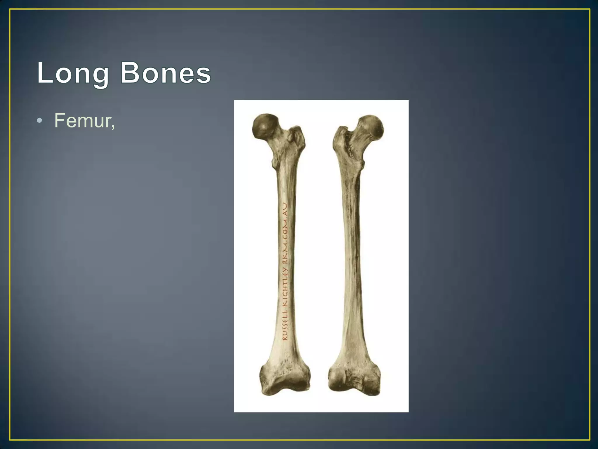 • Femur,
 