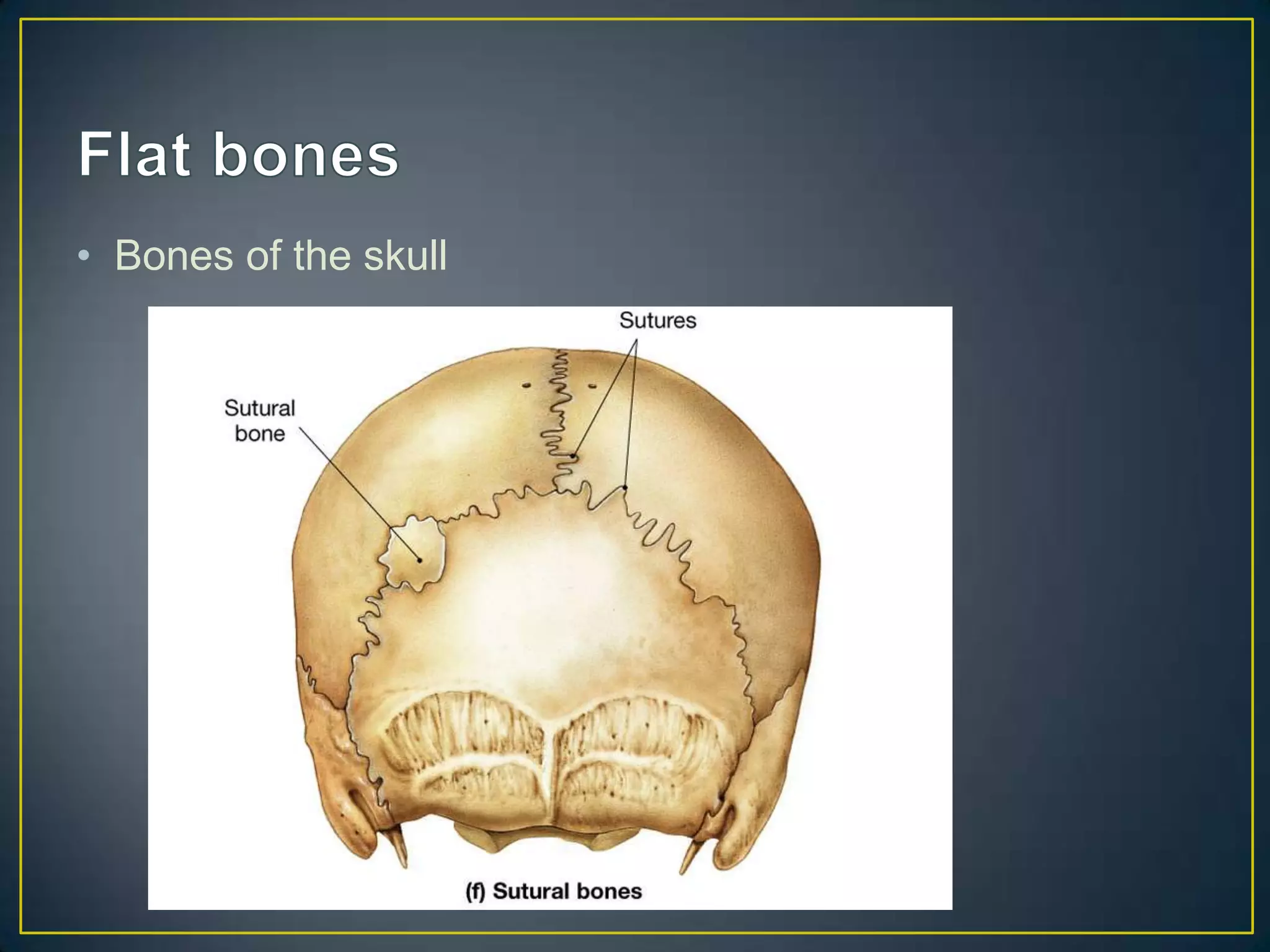• Bones of the skull
 