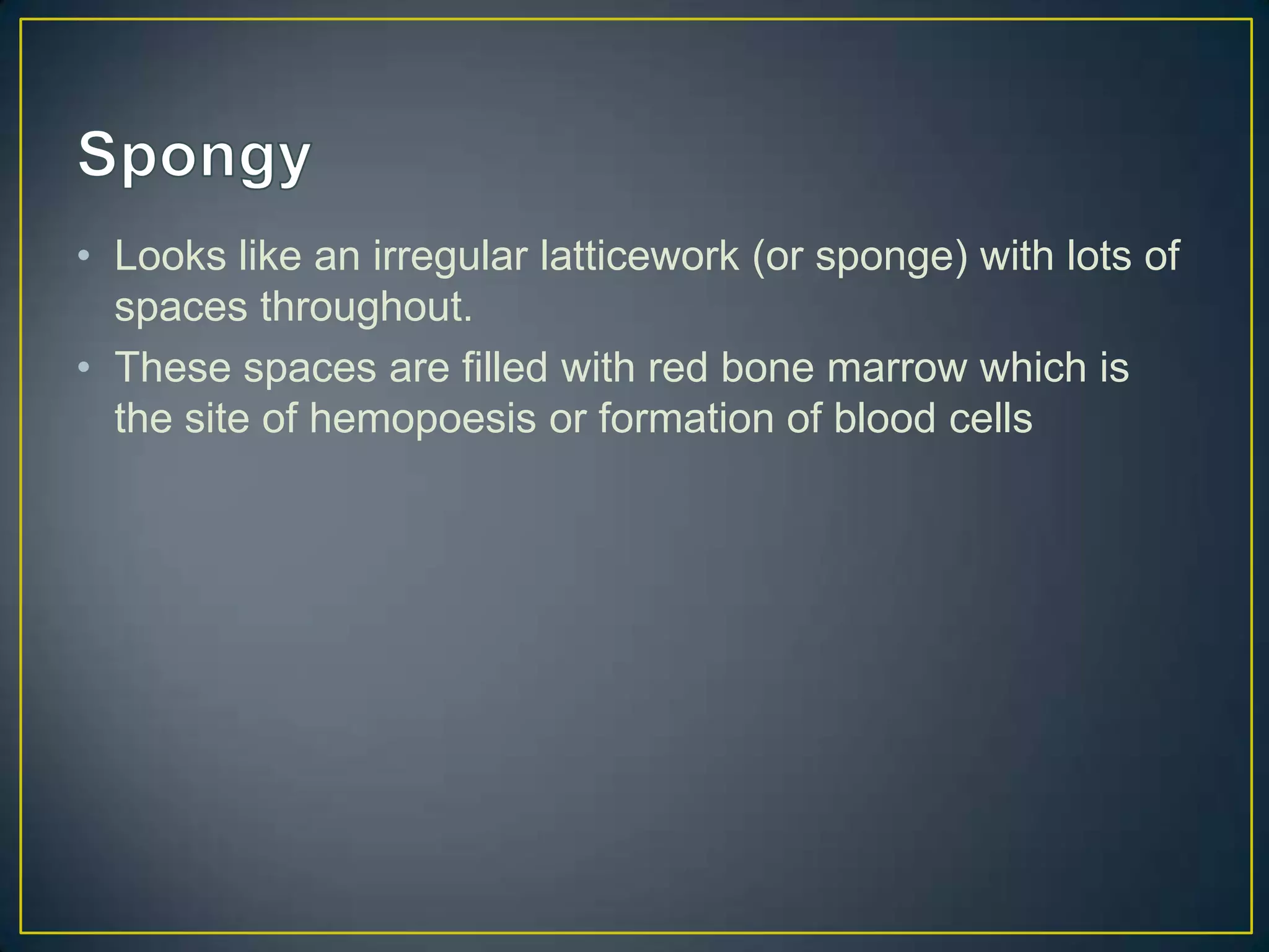 • Looks like an irregular latticework (or sponge) with lots of
  spaces throughout.
• These spaces are filled with red bone marrow which is
  the site of hemopoesis or formation of blood cells
 