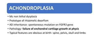 ACHONDROPLASIA
• Mc non lethal dysplasia
• Prototype of rhizomelic dwarfism
• AD inheritance- spontaneous mutation on FGFR3 gene
• Pathology- failure of enchondral cartilage growth at physis
• Typical features are obvious at birth- spine, pelvis, skull and limbs
 