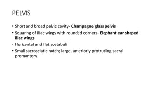 PELVIS
• Short and broad pelvic cavity- Champagne glass pelvis
• Squaring of iliac wings with rounded corners- Elephant ear shaped
iliac wings
• Horizontal and flat acetabuli
• Small sacrosciatic notch; large, anteriorly protruding sacral
promontory
 