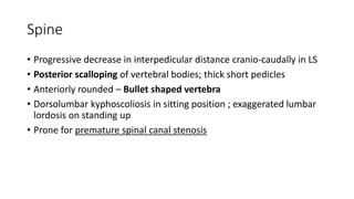 Spine
• Progressive decrease in interpedicular distance cranio-caudally in LS
• Posterior scalloping of vertebral bodies; thick short pedicles
• Anteriorly rounded – Bullet shaped vertebra
• Dorsolumbar kyphoscoliosis in sitting position ; exaggerated lumbar
lordosis on standing up
• Prone for premature spinal canal stenosis
 