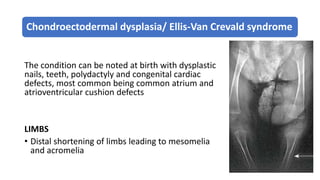 Chondroectodermal dysplasia/ Ellis-Van Crevald syndrome
The condition can be noted at birth with dysplastic
nails, teeth, polydactyly and congenital cardiac
defects, most common being common atrium and
atrioventricular cushion defects
LIMBS
• Distal shortening of limbs leading to mesomelia
and acromelia
 