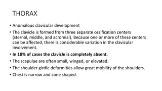 THORAX
• Anomalous clavicular development
• The clavicle is formed from three separate ossification centers
(sternal, middle, and acromial). Because one or more of these centers
can be affected, there is considerable variation in the clavicular
involvement.
• In 10% of cases the clavicle is completely absent.
• The scapulae are often small, winged, or elevated.
• The shoulder girdle deformities allow great mobility of the shoulders.
• Chest is narrow and cone shaped.
 