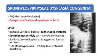 SPONDYLOEPIPHYSEAL DYSPLASIA CONGENITA
• AD(affect type II collagen)
• Delayed ossification of epiphyses at birth
SPINE-
• Bulbous vertebral bodies- pear shaped vertebra
• Severe platyspondyly with narrow disc spaces
• Scoliosis; severe kyphosis; exaggerated lumbar
lordosis
• Odontoid hypoplasia – leading to atlantoaxial
instability
 
