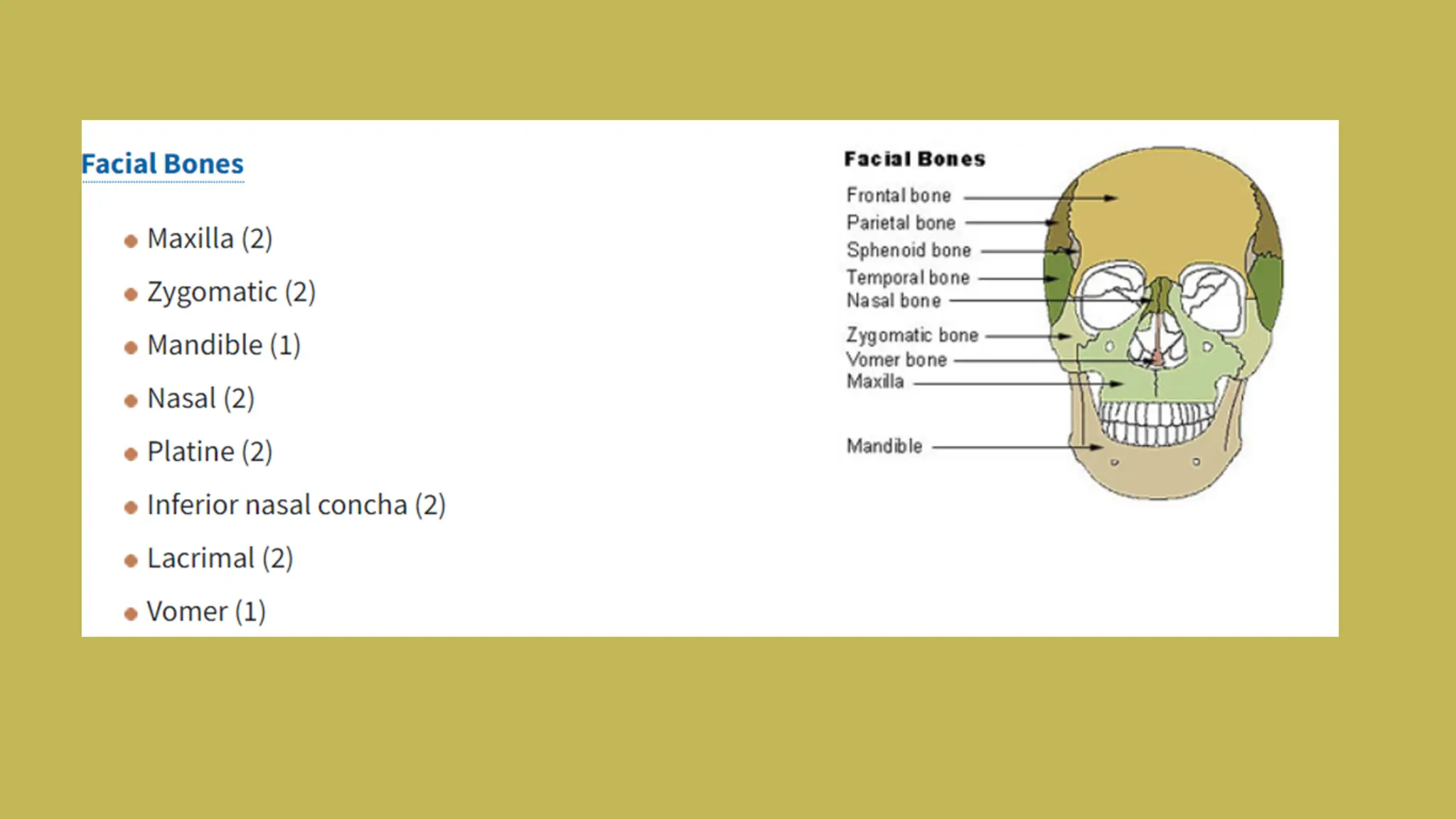 Skeltal system.pdf. Infographic presentation