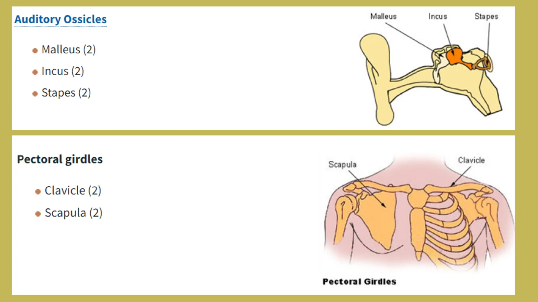Skeltal system.pdf. Infographic presentation