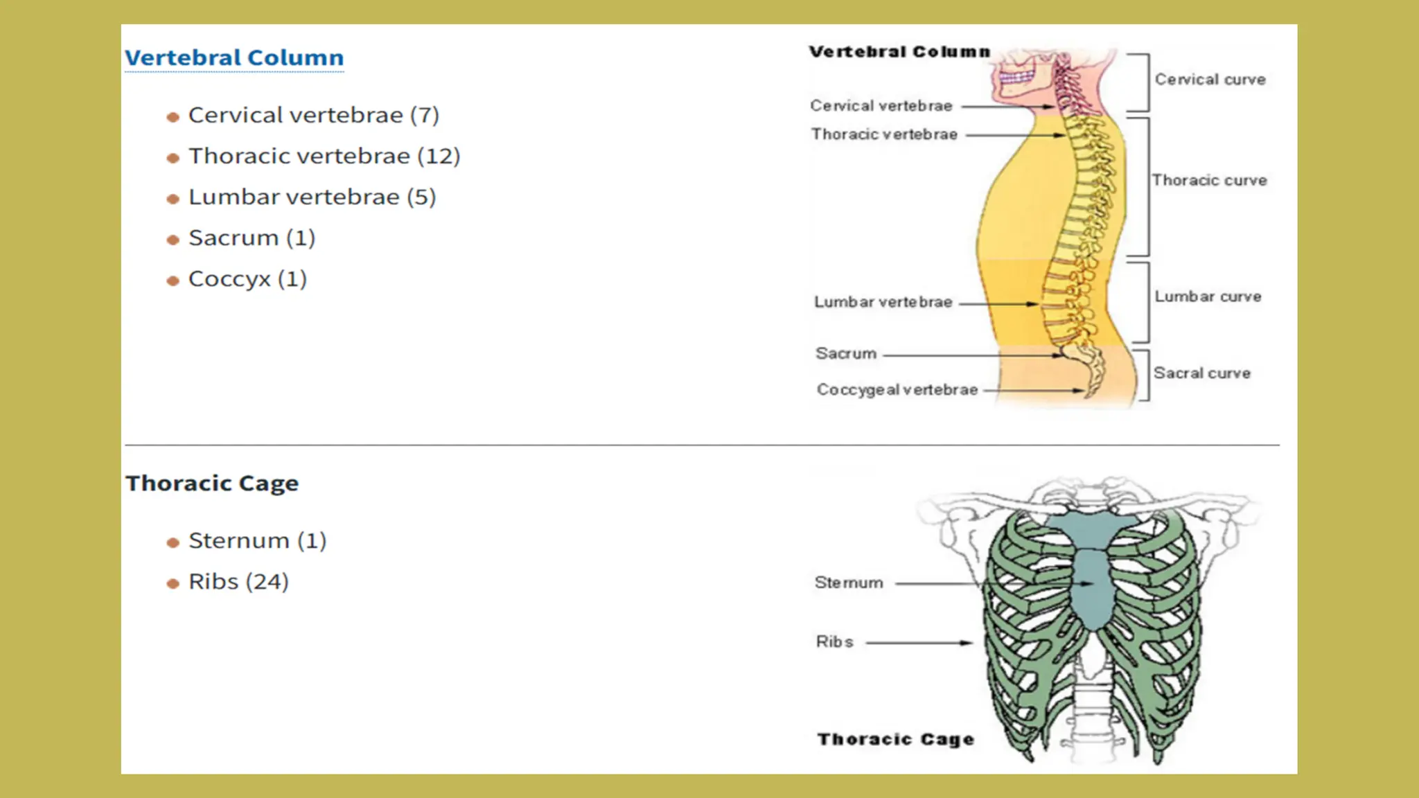 Skeltal system.pdf. Infographic presentation