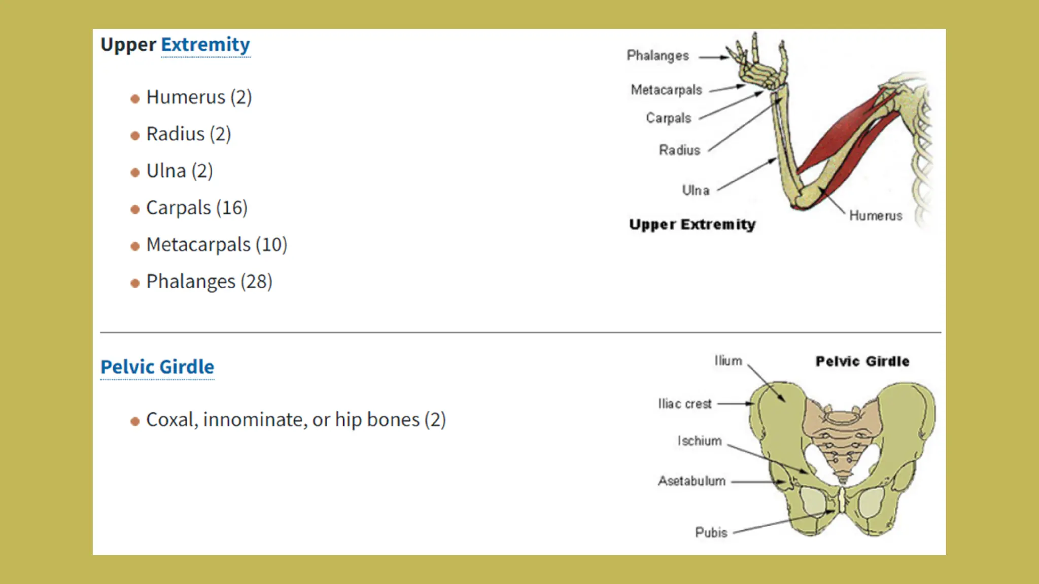 Skeltal system.pdf. Infographic presentation