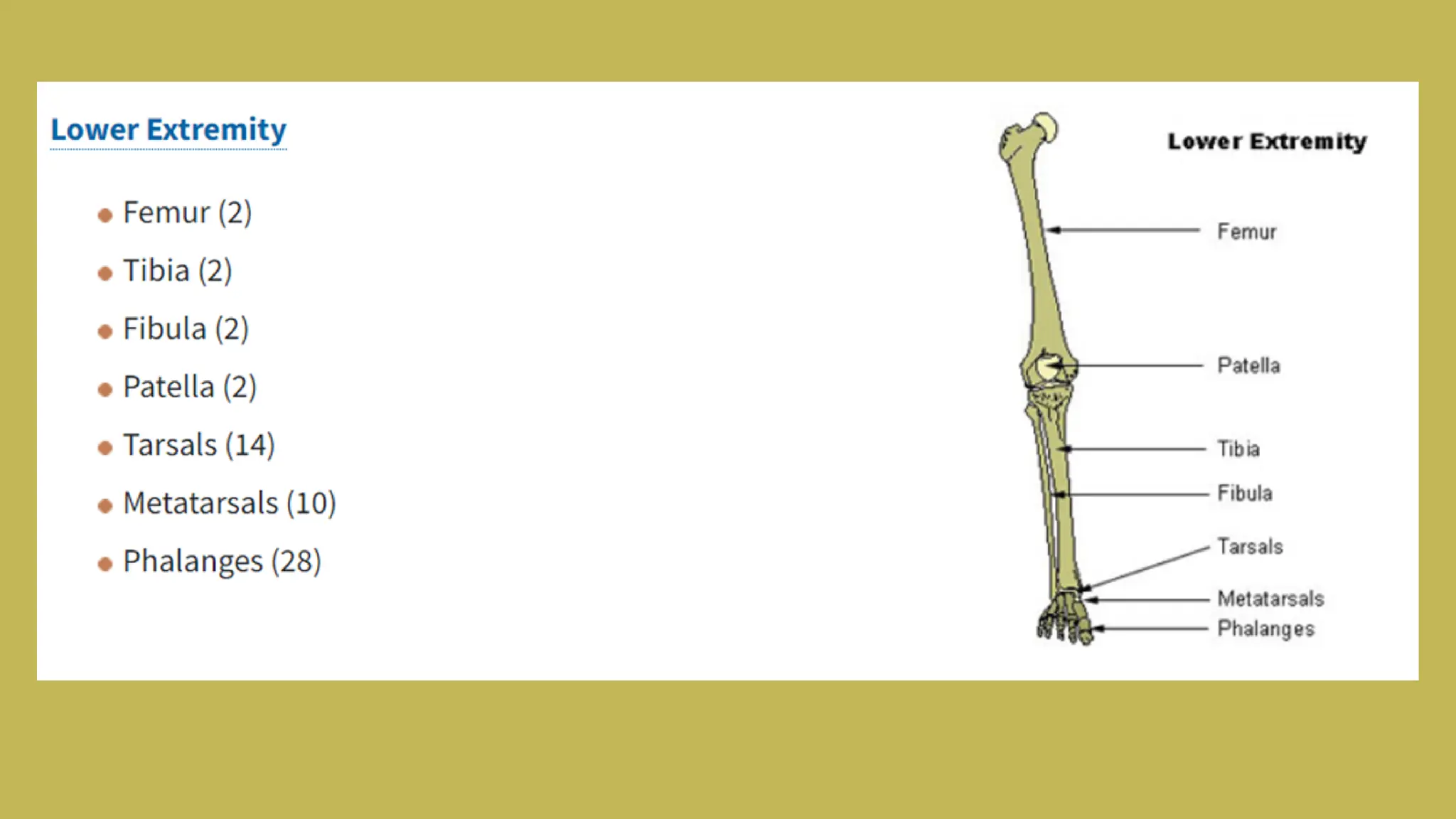 Skeltal system.pdf. Infographic presentation