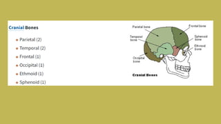 Skeltal system.pdf. Infographic presentation