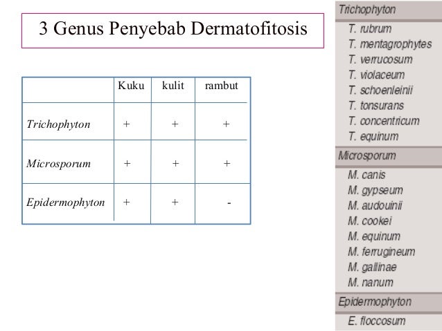 Skenario 20.5 Dermatofitosis & Non-dermatofitosis