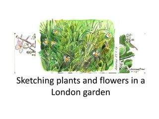 Sketching plants and flowers in a
London garden

 