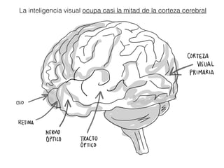 La inteligencia visual ocupa casi la mitad de la corteza cerebral
 