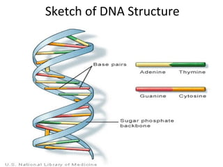 Sketch of DNA Structure 