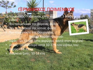 ΓΕ΢ΜΑΝΙΚΟΣ ΡΟΙΜΕΝΙΚΟΣ
Ο Γερμανικόσ Ροιμενικόσ είναι ανάμιξθ 3 διαφορετικϊν
  ειδϊν:
• Του ποιμενικοφ τθσ βόρειασ φυλισ
• Του ποιμενικοφ τθσ νότιασ φυλισ
• Του ποιμενικοφ τθσ Θουριγγίασ
               Βαςικά Χαρακτθριςτικά:
• φψοσ - ωσ 65 cm. (ςτο ακρϊμιο, κοντά ςτον αυχζνα)
• μικοσ - μεγαλφτερο κατά 10-17% του φψουσ του
• βάροσ - 34-39 kg
• διάρκεια ηωισ- 10-12 ζτθ
 