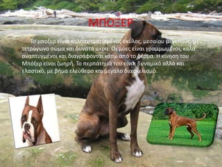 ΜΡΟΞΕ΢
   Το μποξερ είναι καλοςχθματιςμζνοσ ςκφλοσ, μεςαίου μζγεκουσ, με
τετράγωνο ςϊμα και δυνατά άκρα. Οι μφεσ είναι γραμμωμζνοι, καλά
αναπτυγμζνοι και διαγράφονται κάτω από το δζρμα. Η κίνθςθ του
Μπόξερ είναι ηωθρι. Το περπάτθμά του είναι δυναμικό αλλά και
ελαςτικό, με βιμα ελεφκερο και μεγάλο διαςκελιςμό.
 