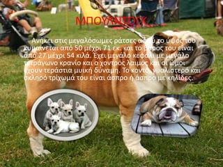 ΜΡΟΥΛΝΤΟΓΚ
  Ανικει ςτισ μεγαλόςωμεσ ράτςεσ αφοφ το φψοσ του
κυμαίνεται από 50 μζχρι 71 εκ. και το βάροσ του είναι
από 27 μζχρι 54 κιλά. Ζχει μεγάλο κεφάλι με μεγάλο
τετράγωνο κρανίο και ο χοντρόσ λαιμόσ και οι ϊμοι
ζχουν τεράςτια μυικι δφναμθ. Το κοντό, γυαλιςτερό και
ςκλθρό τρίχωμά του είναι άςπρο ι άςπρο με κθλίδεσ.
 