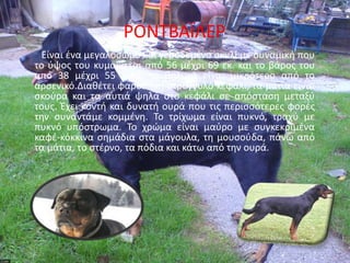 ΢ΟΝΤΒΑΪΛΕ΢
  Είναι ζνα μεγαλόςωμο και γεροδεμζνο ςκυλί με δυναμικι που
το φψοσ του κυμαίνεται από 56 μζχρι 69 εκ. και το βάροσ του
από 38 μζχρι 55 κιλά, το κθλυκό είναι μικρότερο από το
αρςενικό.Διακζτει φαρδφ και ςτρογγυλό κεφάλι, τα μάτια είναι
ςκοφρα και τα αυτιά ψθλά ςτο κεφάλι ςε απόςταςθ μεταξφ
τουσ. Ζχει κοντι και δυνατι ουρά που τισ περιςςότερεσ φορζσ
τθν ςυναντάμε κομμζνθ. Το τρίχωμα είναι πυκνό, τραχφ με
πυκνό υπόςτρωμα. Το χρϊμα είναι μαφρο με ςυγκεκριμζνα
καφζ-κόκκινα ςθμάδια ςτα μάγουλα, τθ μουςοφδα, πάνω από
τα μάτια, το ςτζρνο, τα πόδια και κάτω από τθν ουρά.
 