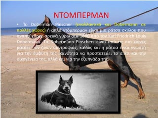 ΝΤΟΜΡΕ΢ΜΑΝ
• Το Doberman Pinscher (εναλλακτικά και Dobermann ςε
πολλζσ χϊρεσ) ι απλά ντόμπερμαν είναι μια ράτςα ςκφλου που
αναπτφχκθκε αρχικά γφρω ςτο 1890 από τον Karl Friedrich Louis
Dobermann. Τα Dobermann Pinschers είναι από τισ πιο κοινζσ
ράτςεσ των ηϊων ςυντροφιάσ, κακϊσ και θ ράτςα είναι γνωςτι
για τθν ζμφυτθ τθσ ικανότθτα να προςτατεφει το ςπίτι και τθν
οικογζνεια τθσ, αλλά και για τθν εξυπνάδα τθσ.
 