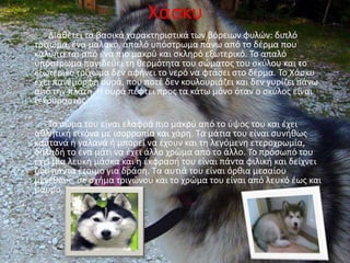 Χάςκυ
    Διακζτει τα βαςικά χαρακτθριςτικά των βόρειων φυλϊν: διπλό
τρίχωμα, ζνα μαλακό, απαλό υπόςτρωμα πάνω από το δζρμα που
καλφπτεται από ζνα πιο μακρφ και ςκλθρό εξωτερικό. Το απαλό
υπόςτρωμα παγιδεφει τθ κερμότθτα του ςϊματοσ του ςκφλου και το
εξωτερικό τρίχωμα δεν αφινει το νερό να φτάςει ςτο δζρμα. Το Χάςκυ
ζχει πανζμορφθ ουρά, που ποτζ δεν κουλουριάηει και δεν γυρίηει πάνω
από τθν πλάτθ. Η ουρά πζφτει προσ τα κάτω μόνο όταν ο ςκφλοσ είναι
ξεκοφραςτοσ.

   Το ςϊμα του είναι ελαφρά πιο μακρφ από το φψοσ του και ζχει
ακλθτικι εικόνα με ιςορροπία και χάρθ. Τα μάτια του είναι ςυνικωσ
καςτανά ι γαλανά ι μπορεί να ζχουν και τθ λεγόμενθ ετεροχρωμία,
δθλαδι το ζνα μάτι να ζχει άλλο χρϊμα από το άλλο. Το πρόςωπό του
ζχει μία λευκι μάςκα και θ ζκφραςι του είναι πάντα φιλικι και δείχνει
ηϊο πάντα ζτοιμο για δράςθ. Τα αυτιά του είναι όρκια μεςαίου
μεγζκουσ, ςε ςχιμα τριγϊνου και το χρϊμα του είναι από λευκό ζωσ και
μαφρο.
 