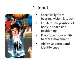 1. Input
• Specifically from
hearing, vision & touch
• Equilibrium- position of
body in space and
positioning
• Proprioception- ability
to feel a movement
• Ability to detect and
identify cues
 
