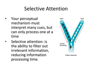 Selective Attention
• Your perceptual
mechanism must
interpret many cues, but
can only process one at a
time
• Selective attention: is
the ability to filter out
irrelevant information,
reducing information
processing time.
 