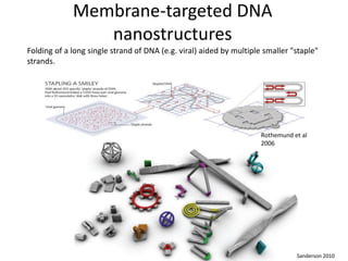 Membrane-targeted DNA
nanostructures
Folding of a long single strand of DNA (e.g. viral) aided by multiple smaller "staple"
strands.
Sanderson 2010
Rothemund et al
2006
 