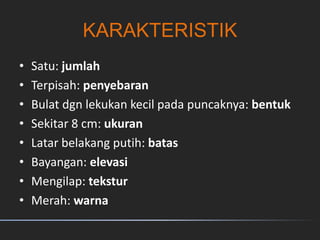 KARAKTERISTIK
• Satu: jumlah
• Terpisah: penyebaran
• Bulat dgn lekukan kecil pada puncaknya: bentuk
• Sekitar 8 cm: ukuran
• Latar belakang putih: batas
• Bayangan: elevasi
• Mengilap: tekstur
• Merah: warna
 