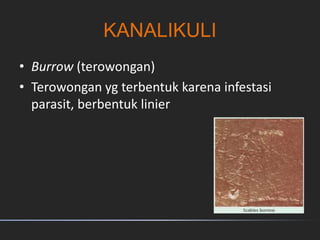 KANALIKULI
• Burrow (terowongan)
• Terowongan yg terbentuk karena infestasi
parasit, berbentuk linier
 