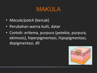 MAKULA
• Macule/patch (bercak)
• Perubahan warna kulit, datar
• Contoh: eritema, purpura (petekie, purpura,
ekimosis), hiperpigmentasi, hipopigmentasi,
depigmentasi, dll
 