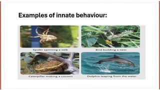 Kinds of behavior in animals innate behaviors and learned behaviors | PPTX