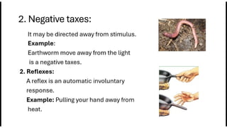 Innate Examples Kinds of behavior in animals innate behaviors and learned behaviors | PPTX