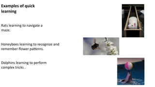 Innate Skill Examples Kinds of behavior in animals innate behaviors and learned behaviors | PPTX