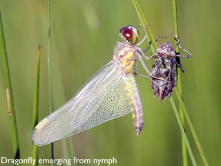 Dragonﬂy emerging from nymph