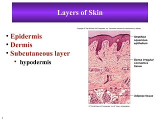 Layers of Skin ,[object Object],[object Object],[object Object],[object Object],Stratified squamous epithelium Dense irregular connective tissue Adipose tissue Copyright © The McGraw-Hill Companies, Inc. Permission required for reproduction or display. © The McGraw-Hill Companies, Inc./Al Telser, photographer 