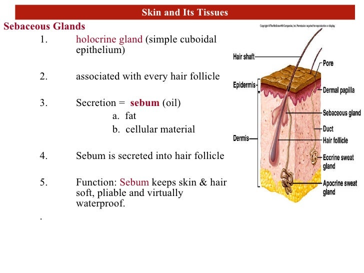 Skin and temperature