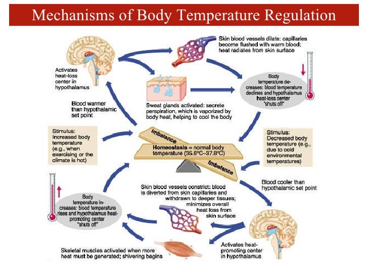 Skin and temperature