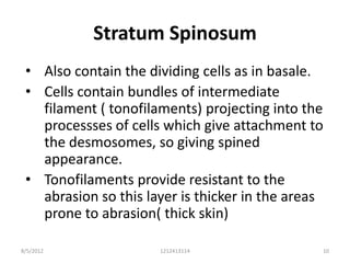 Stratum Spinosum
 • Also contain the dividing cells as in basale.
 • Cells contain bundles of intermediate
   filament ( tonofilaments) projecting into the
   processses of cells which give attachment to
   the desmosomes, so giving spined
   appearance.
 • Tonofilaments provide resistant to the
   abrasion so this layer is thicker in the areas
   prone to abrasion( thick skin)

8/5/2012              1212413114                10
 