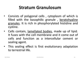 Stratum Granulosum
• Consists of polygonal cells , cytoplasm of which is
  filled with the basophilic granule , keratohyaline
  granules. It is rich in phosphorylated histidine and
  cystine.
• Cells contain, lamellated bodies, made up of lipid.
  It fuses with the cell membrane and it come out of
  cells and function as a intercellular cement or
  sealing agent.
• This sealing effect is first evolutionary adaptation
  to terrestrial life.
8/5/2012               1212413114                  12
 