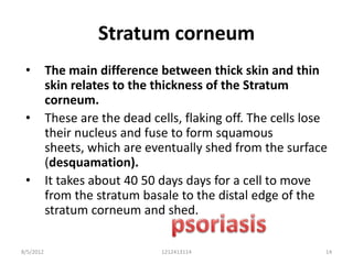 Stratum corneum
 •         The main difference between thick skin and thin
           skin relates to the thickness of the Stratum
           corneum.
 •         These are the dead cells, flaking off. The cells lose
           their nucleus and fuse to form squamous
           sheets, which are eventually shed from the surface
           (desquamation).
 •         It takes about 40 50 days days for a cell to move
           from the stratum basale to the distal edge of the
           stratum corneum and shed.

8/5/2012                        1212413114                     14
 