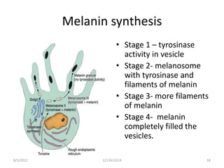 Melanin synthesis
                        • Stage 1 – tyrosinase
                          activity in vesicle
                        • Stage 2- melanosome
                          with tyrosinase and
                          filaments of melanin
                        • Stage 3- more filaments
                          of melanin
                        • Stage 4- melanin
                          completely filled the
                          vesicles.

8/5/2012         1212413114                     18
 