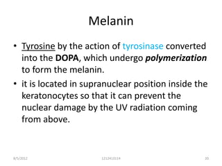Melanin
• Tyrosine by the action of tyrosinase converted
  into the DOPA, which undergo polymerization
  to form the melanin.
• it is located in supranuclear position inside the
  keratonocytes so that it can prevent the
  nuclear damage by the UV radiation coming
  from above.


8/5/2012               1212413114                 20
 